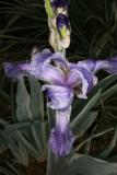 Iris pallida 'Argentea Variegata' RCP5-09 135.jpg